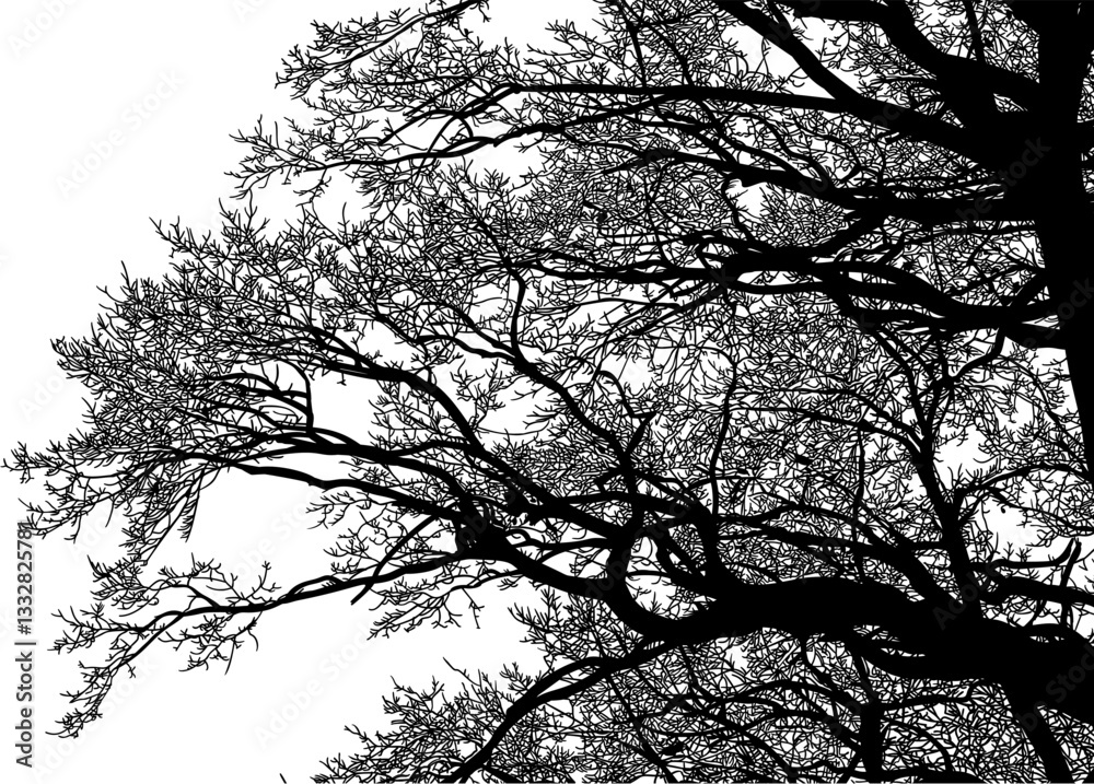 árbol, cielo, naturaleza, silueta, sucursal, de invierno, atardecer, árbol, bosque, calvos, paisaje árbol, cielo, naturaleza, silueta, sucursal, de invierno, atardecer, árbol, bosque, calvos, paisaje