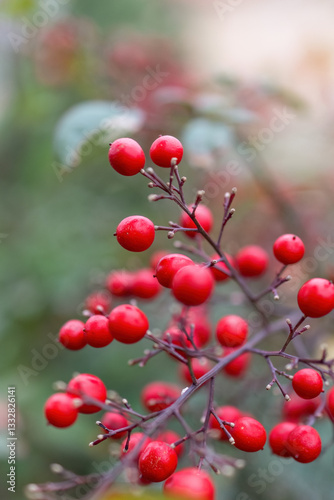 Red berries of Nandina domestica or nandina, heavenly bamboo or sacred bamboo, ornamental shrub in the garden or landscape architecture design, blurry background