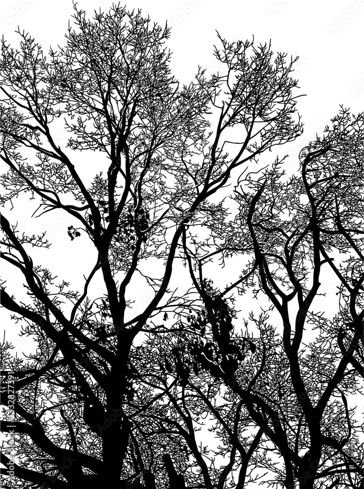 árbol, cielo, naturaleza, silueta, sucursal, de invierno, atardecer, árbol, bosque, calvos, paisaje árbol, cielo, naturaleza, silueta, sucursal, de invierno, atardecer, árbol, bosque, calvos, paisaje