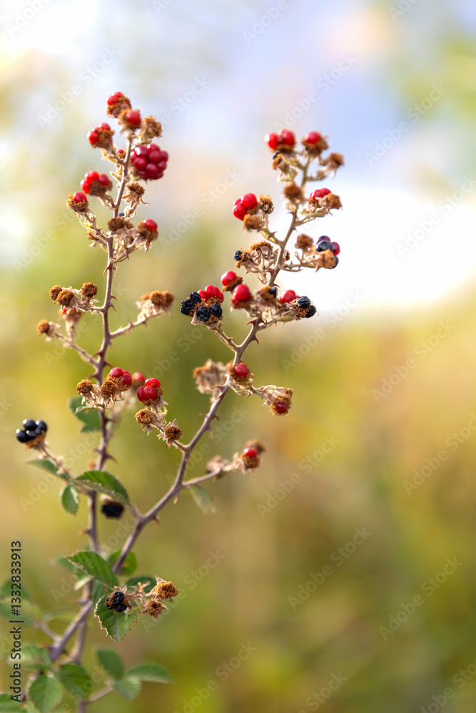 Red and blue wild berries in the wood, organic fruit, sunny weather and blurry background, soft focus, wallpaper design Red and blue wild berries in the wood, organic fruit, sunny weather and blurry background, soft focus, wallpaper design