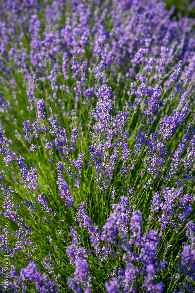 Obraz premium Beautiful image of lavender field over summer sunrise landscape. Blooming lavender field close-up.