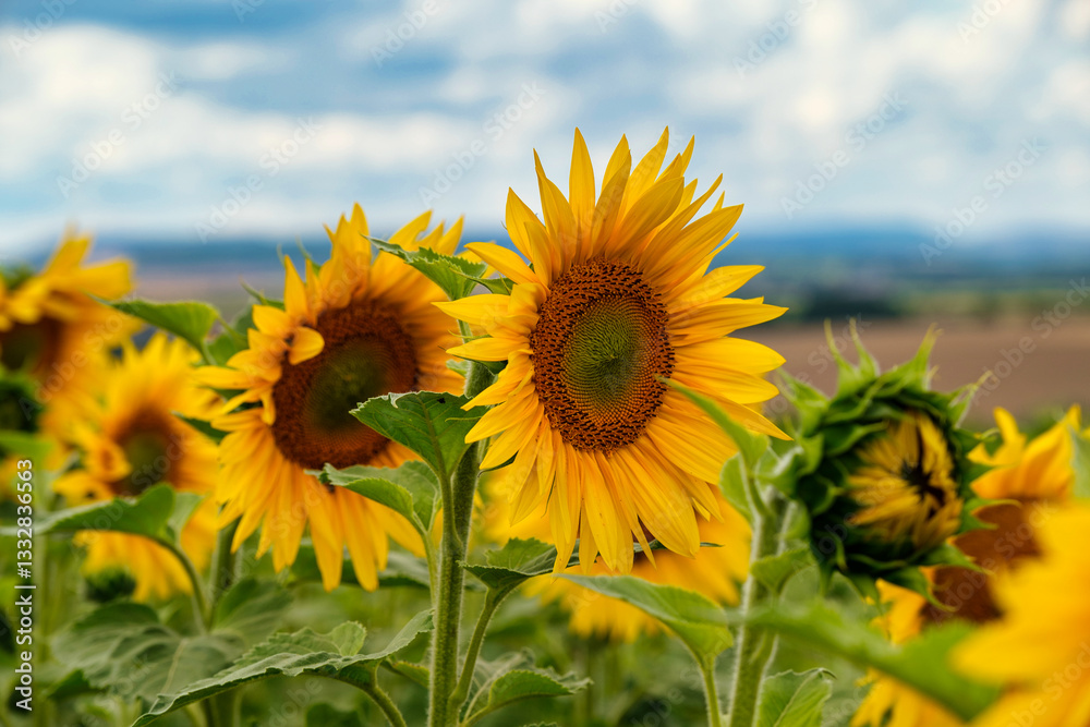 A close-up of a blooming sunflower in a vast sunflower field. Sunflowers field close view.
