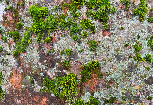 Close up of an old ceramic jar on the exterior with lots of texture and moss and lichens on its surface.