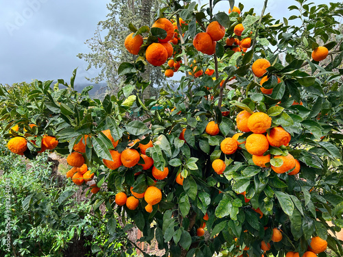 Close-up of an orange tree with branches loaded with fruit in Extremadura, Spain.