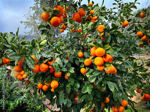 Close-up of an orange tree with branches loaded with fruit in Extremadura, Spain.