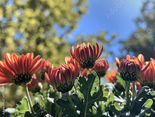 Vibrant Orange Flowers Under Bright Blue Sky with Green Leaves in Natural Outdoor Setting During Daytime in Spring or Summer Season
