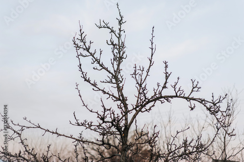 Dry tree branches against the blue sky in the evening. Abstract photography.