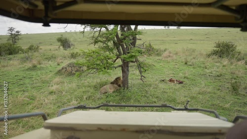 Lion being watched by safari tourist from open roof 4x4 truck in Serengeti Park. Person is looking closely at a resting wild lion after he had eaten a prey in Tanzania's famous national park