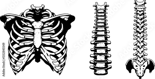Graphic detailed black and white colorful human skeleton thorax bones. Isolated on white background. Vector icon set.
