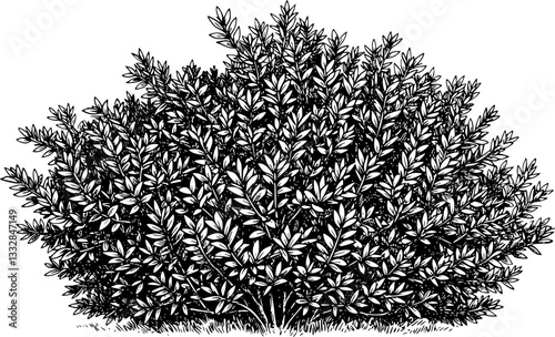 Hand draw sketch bush shrub in monochrome color. Vector illustration garden plant isolated on white background.
