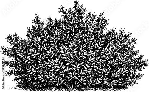 Hand draw sketch bush shrub in monochrome color. Vector illustration garden plant isolated on white background.

