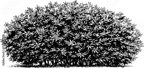Hand draw sketch bush shrub in monochrome color. Vector illustration garden plant isolated on white background.
