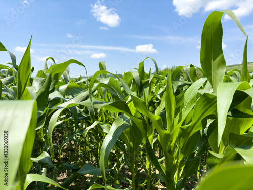 A field of flourishing corn plants with a blue sky backdrop