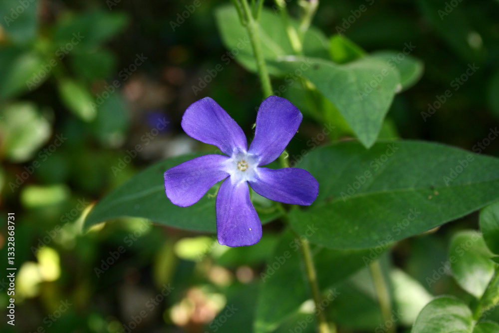 green forest floor with bigleaf periwinkle, purple flower, beautiful purple flower, flower of Vinca major, pretty Vinca on the forest floor surrounded by green leaves, periwinkle, bigleaf periwinkle green forest floor with bigleaf periwinkle, purple flower, beautiful purple flower, flower of Vinca major, pretty Vinca on the forest floor surrounded by green leaves, periwinkle, bigleaf periwinkle
