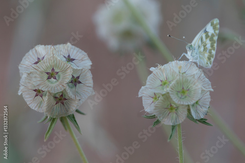 Euchloe crameri butterfly on Lomelosia stellata flower in close-up