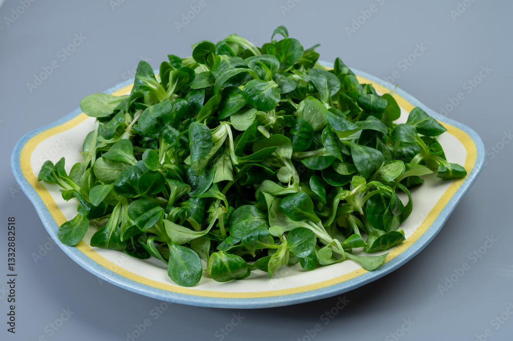 Valeriana locusta or lamb's lettuce corn salad is identifiable by its rounded leaf and deep green colour, healthy vegetarian food Valeriana locusta or lamb's lettuce corn salad is identifiable by its rounded leaf and deep green colour, healthy vegetarian food