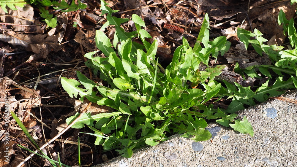 Fototapeta premium OLYMPUS DIGITAL CAMERA