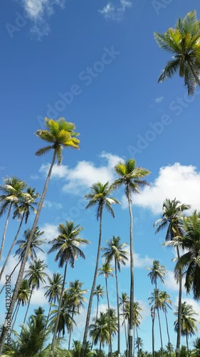 Wallpaper Mural palm trees, martinique, antilles Torontodigital.ca