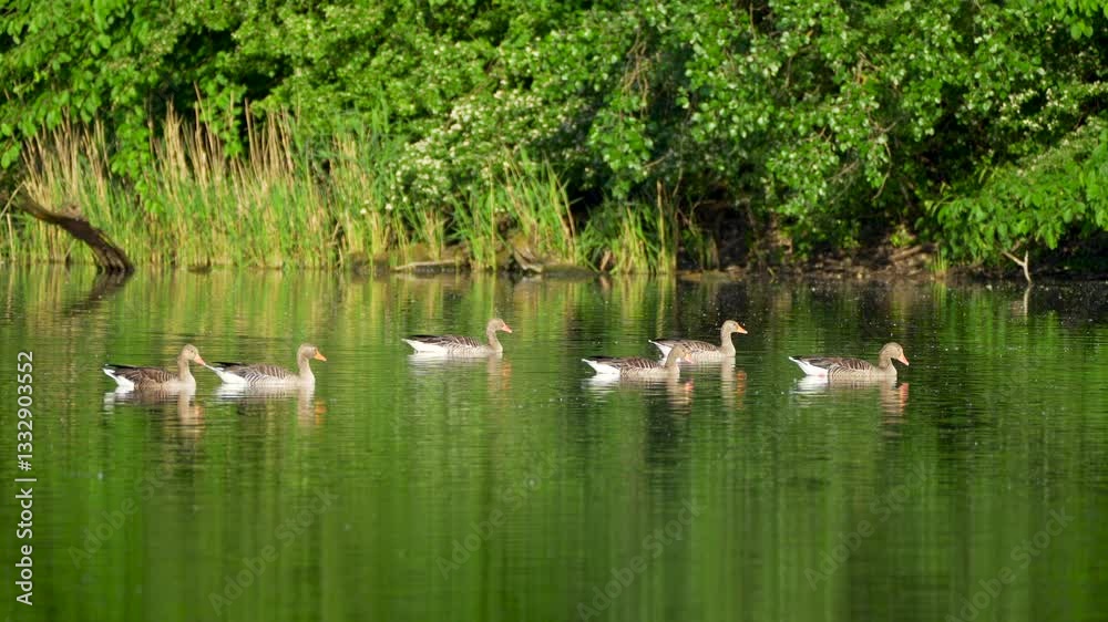 flock of geese on the lake flock of geese on the lake
