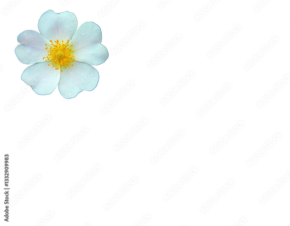 Obraz premium white flower of wild rose on white background