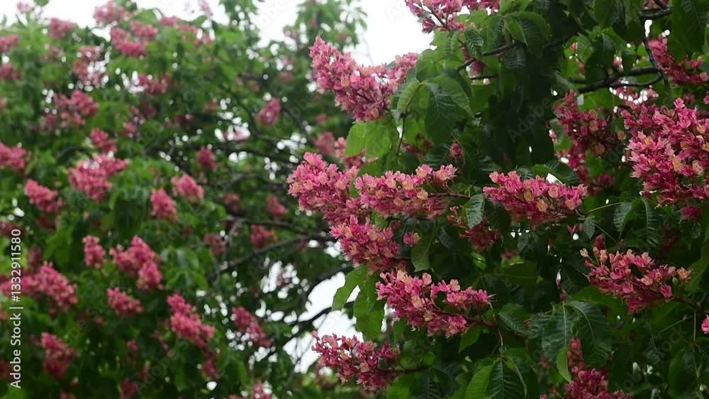 Nice pink 4k video of branches of flowering chestnut tree with pink flowers, nature, spring time Nice pink 4k video of branches of flowering chestnut tree with pink flowers, nature, spring time