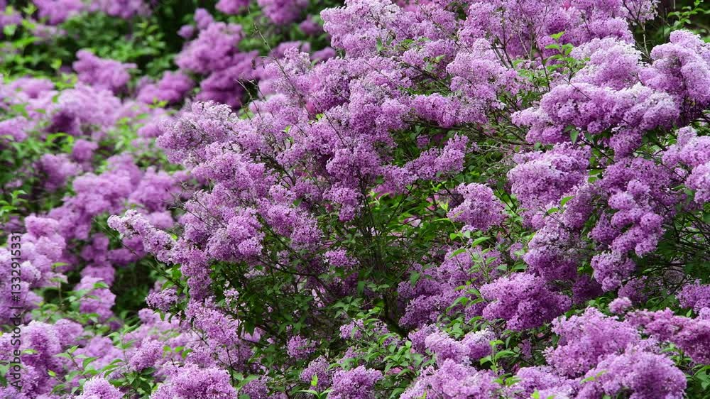 Lilac garden trees at spring time, gardeningm, botany, blossom, 4k macro video Lilac garden trees at spring time, gardeningm, botany, blossom, 4k macro video