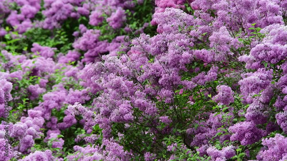 Lilac garden trees at spring time, gardeningm, botany, blossom, 4k macro video Lilac garden trees at spring time, gardeningm, botany, blossom, 4k macro video
