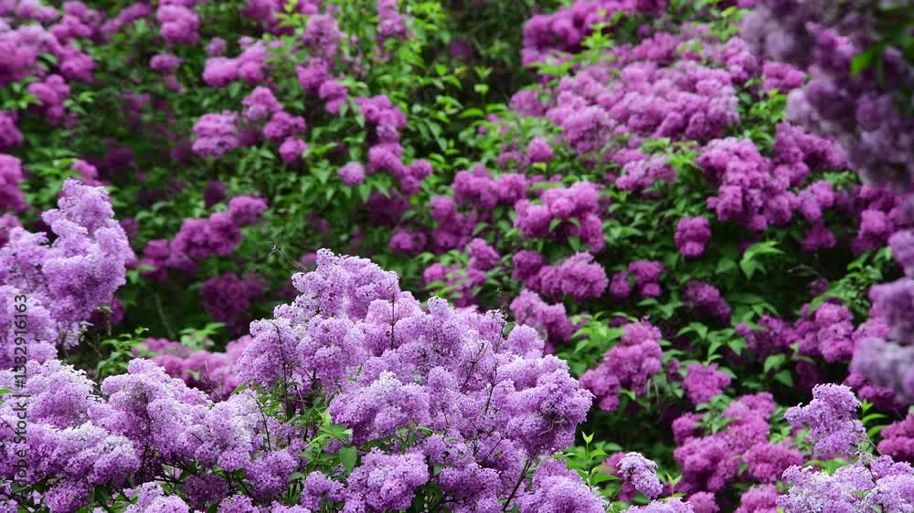 Lilac garden trees at spring time, gardeningm, botany, blossom, 4k macro video Lilac garden trees at spring time, gardeningm, botany, blossom, 4k macro video