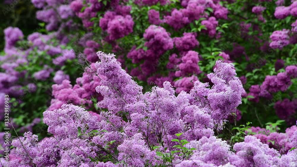 Lilac garden trees at spring time, gardeningm, botany, blossom, 4k macro video Lilac garden trees at spring time, gardeningm, botany, blossom, 4k macro video