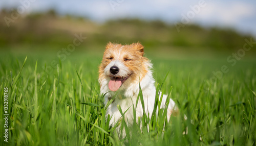 Happy face of a cute smiling, panting dog as sitting in the grass in summer. Pet banner, background with copy space.