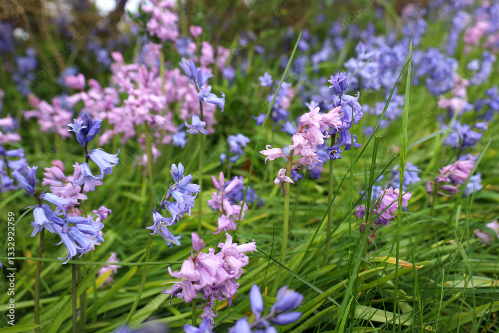 Fototapeta premium Bluebell flowers blooming in the sunshine 