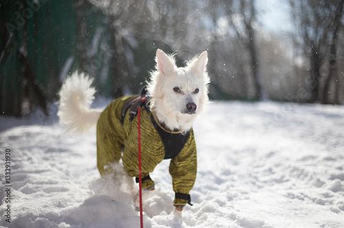 A white dog in a yellow winter jacket walks through fresh snow, with a red leash. The dog looks alert and the background shows trees and a snowy landscape, capturing a bright, sunny winter day.