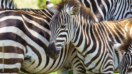 Zebras are Grazing Together in their Natural Habitat, creating a picturesque scene