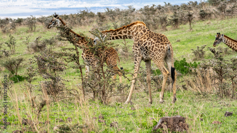 Fototapeta premium Giraffes thrive beautifully in their natural habitats across vast landscapes, especially in Africa