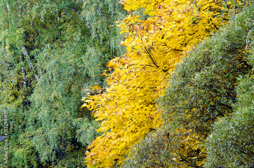 orange tree leaves in autumn day background