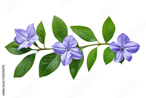 Vinca minor periwinkle flower with stem and leaves, cut out transparent