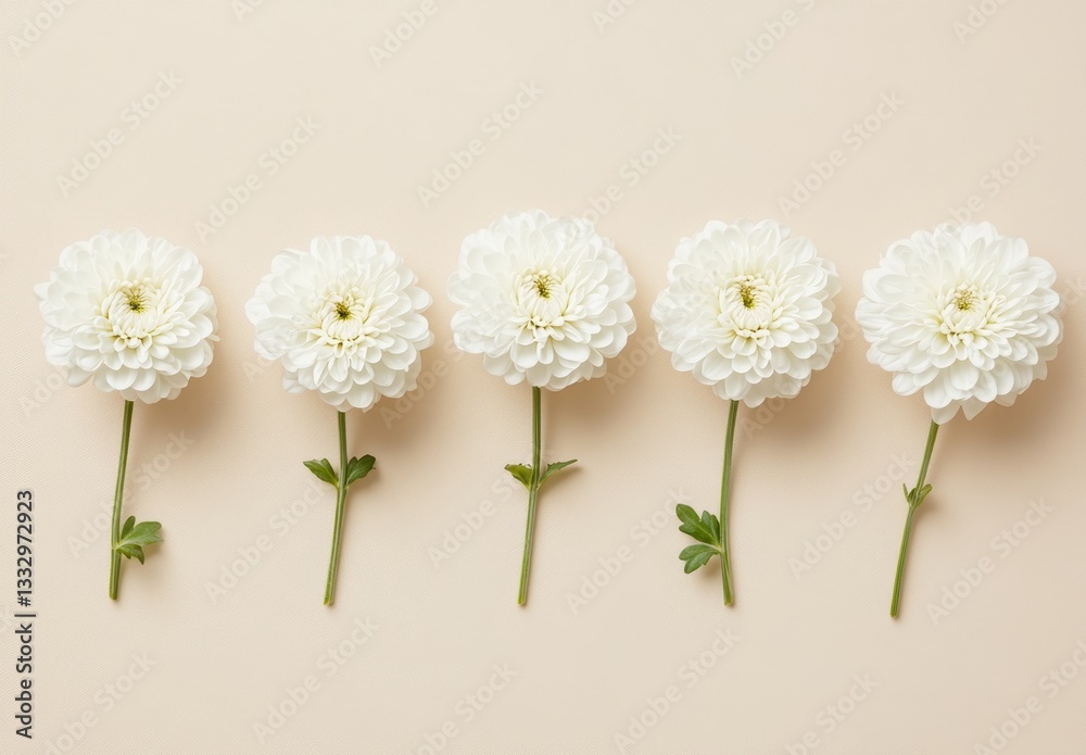 Obraz premium Cream Background with Minimalist White Zinnia Flowers