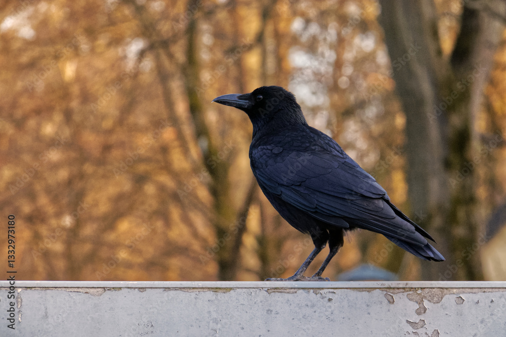 Black raven. Black raven.