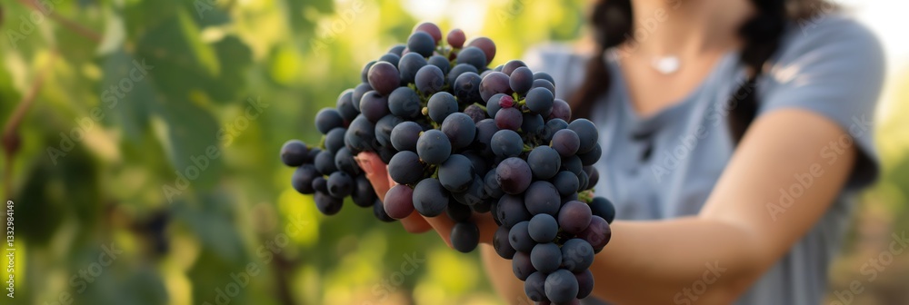 © nopommajun - A hand holds a bountiful bunch of dark grapes, symbolizing growth and abundance, set against the lush backdrop of a vibrant vineyard bursting with life. © nopommajun - A hand holds a bountiful bunch of dark grapes, symbolizing growth and abundance, set against the lush backdrop of a vibrant vineyard bursting with life.