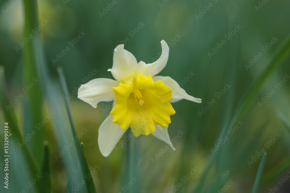 yellow daffodils in spring yellow daffodils in spring