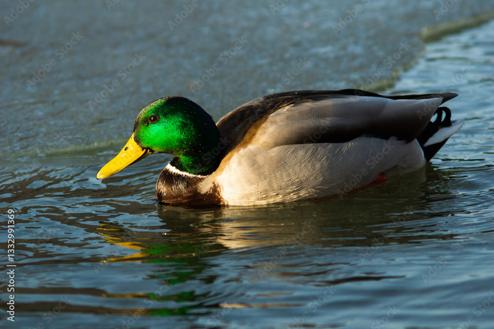 Obraz premium the duck is swimming in the water