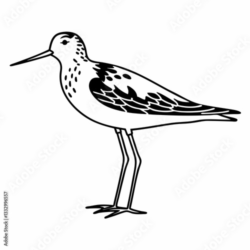 a detailed line drawing of a shorebird with a long beak and slender legs, in black and white vector illustration