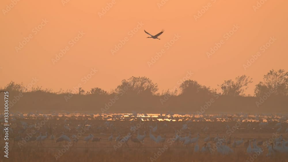 birds flying in the morning