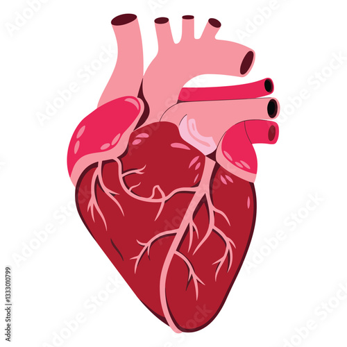 Human Heart Anatomy Icon