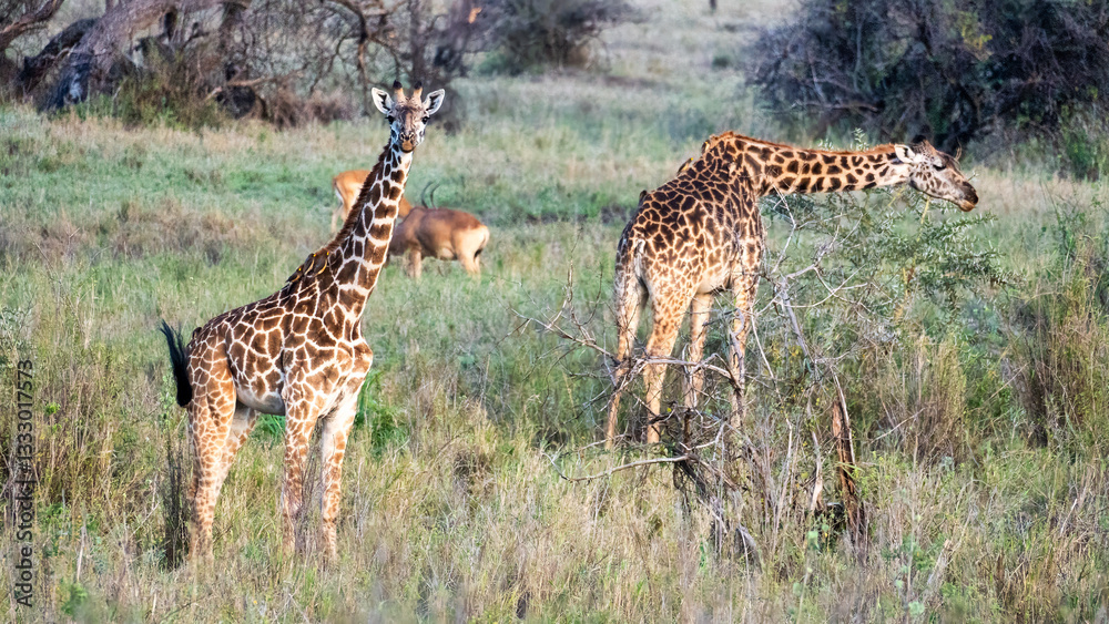Obraz premium Two Majestic Giraffes Grazing Gracefully in the Wild, Picturesque Landscape of Africa Serengeti Tanzania Africa