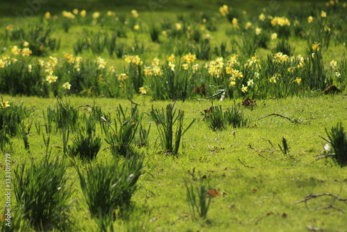 field of flowers
