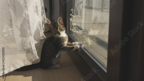 little gray kitty playing with toys and having fun