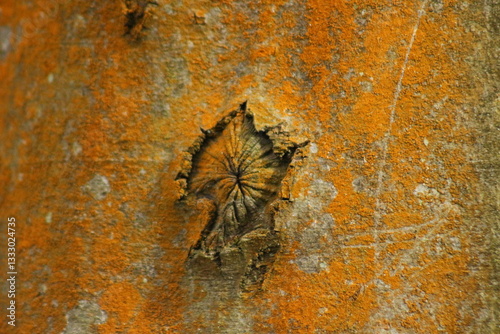 old wood texture