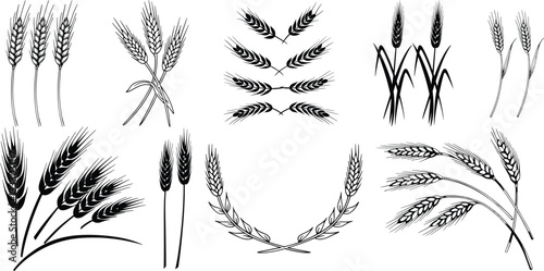 minimalist ears of wheat sets and branches of wheat collection | wheat wreaths set | ears of wheat symbol vector illustration white background.