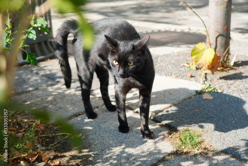 Threatening black cat with tense arched back ready to defend its territory